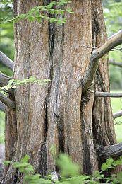 育碧《孤岛惊魂》系列将制作真人剧 男主曝光